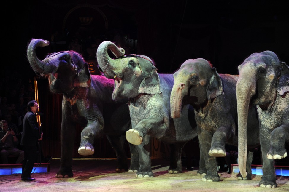 Elefantendarbietung im Circus Krone in München, 2013