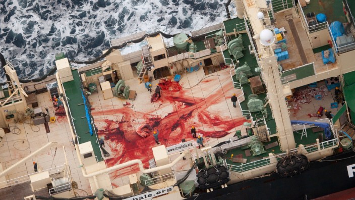 Sea-Shepherd-Aktivisten: Die Aufnahmen von Sea Shepherd zeigen Blutlachen auf einem japanischen Walfangschiff. Mindestens vier Wale sollen seit Dezember geschlachtet worden seien - trotz Verbots.