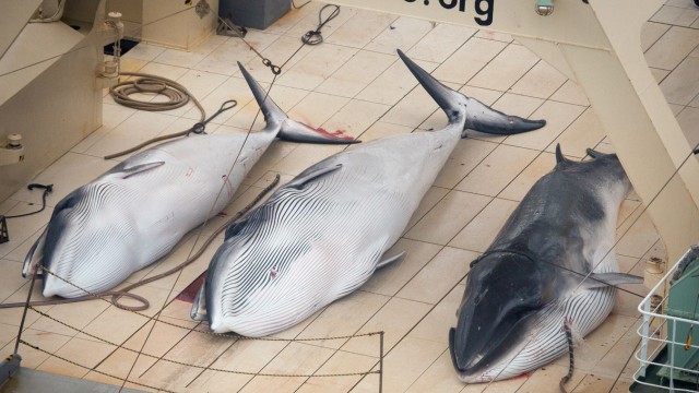 Sea-Shepherd-Aktivisten: Die Tierschützer haben eigenen Angaben zufolge die geschlachtete Wale auf einem japanischen Schiff fotografiert.