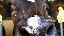 Milchpreise: Liefer-Boykott: Aus Wut über einen zu geringen Milchpreis verfüttern Landwirte die Milch - auch an Kälber und Rinder.