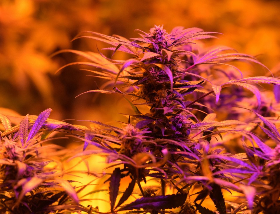 Recreational Marijuana Sales Begin in Colorado