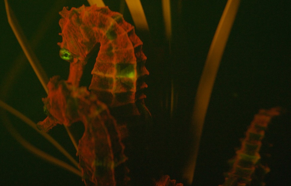 fluoreszierende Fische