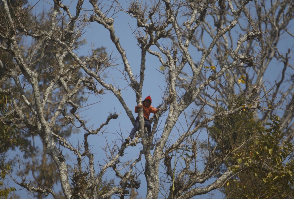 A boy climbs a tree to watch bulls fight during the Maghesangranti festival at Talukachandani village in Nuwakot district