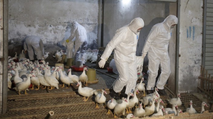 Health officials in protective suits transport sacks of poultry as part of preventive measures against the H7N9 bird flu at a poultry market in Zhuji