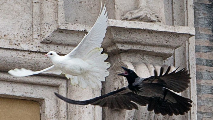Vatikan: Krähe und Möwe gegen päpstliche Friedenstaube.