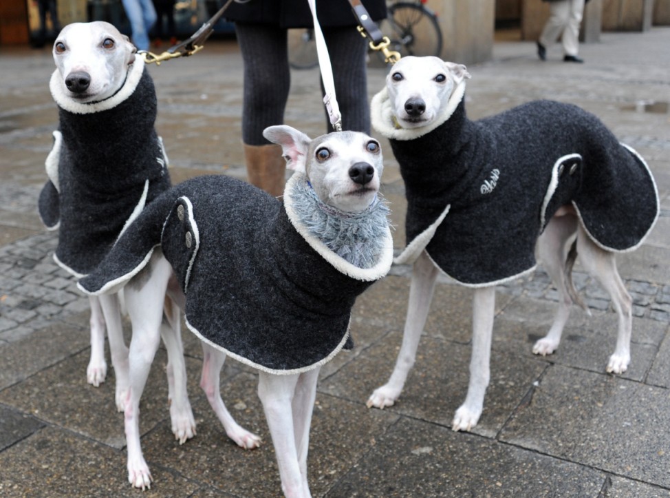 Winterbekleidung Hundemantel