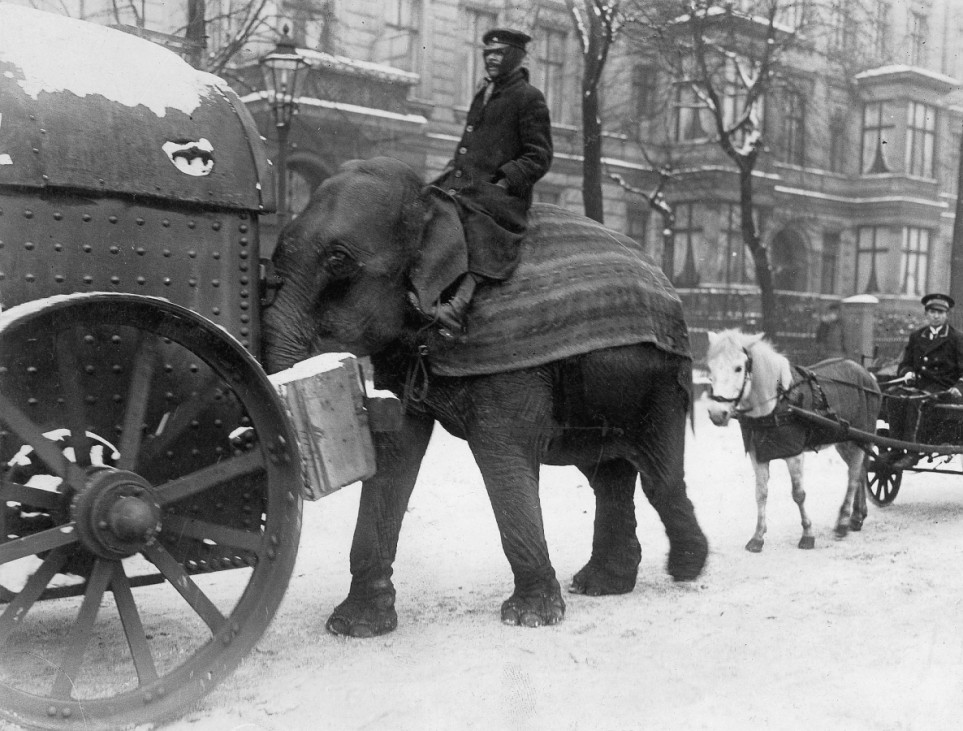 Elefanten als Transporttiere im Ersten Weltkrieg, 1917