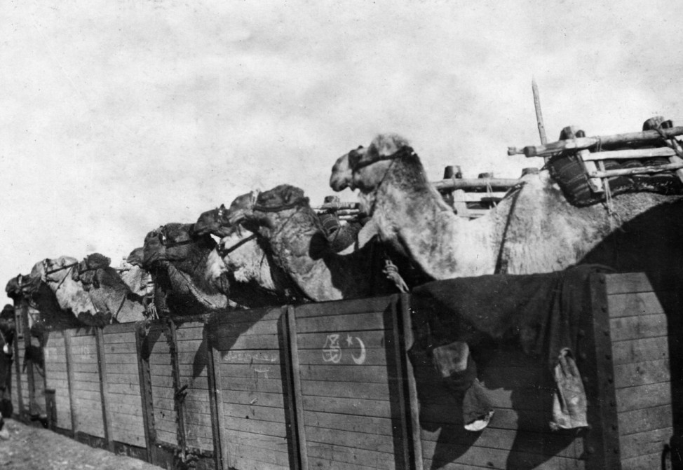 Türkische Kamele an der Front in Palästina im Ersten Weltkrieg, 1916