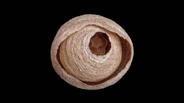 Papier-Höhle: Wespen zerkauen morsches Holz für ihre Nester.