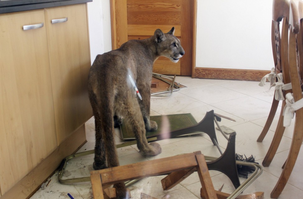 A puma is seen inside the kitchen of a residential home in Santiago