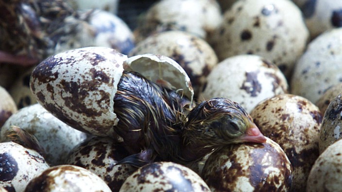 A QUAIL HATCHES FROM AN EGG IN ANGTONG