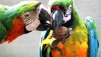 Neuer Stammbaum: Die Gene zeigen es: Der Papagei darf neuerdings den Spatz zu seinen Cousins zählen.