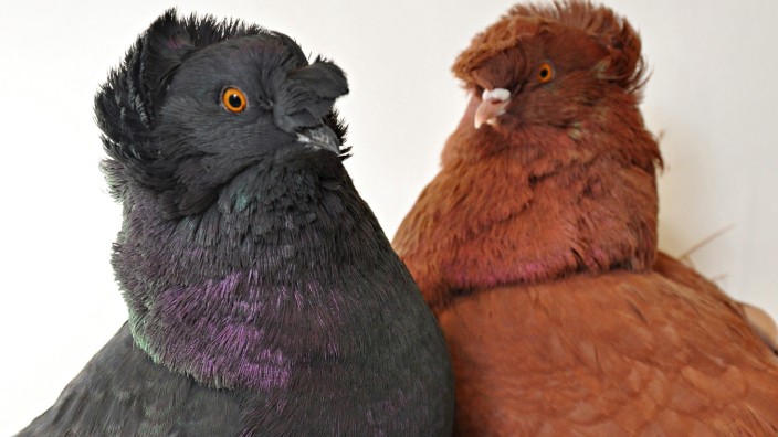 These English trumpeter pigeons -- blue-black on the left and red on the right -- display some of the great diversity of colors among some 350 breeds of rock pigeons. University of Utah biologists discovered three major genes explain color variations in r
