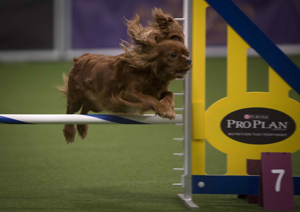 A dog competes in the Masters Agility Championship at the Westminster Kennel Club in New York