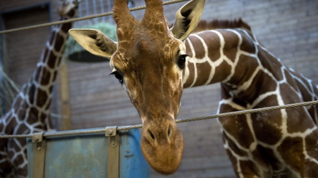Giraffe Marius Zoo Kopenhagen