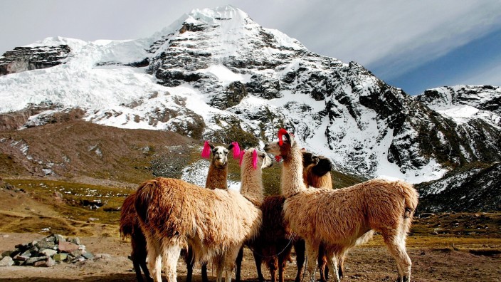 Alpakas Peru Südamerika Ausangate