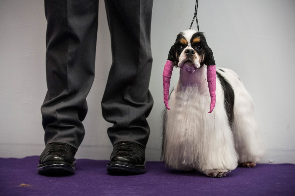 Champion Canines Compete At Annual Westminster Dog Show