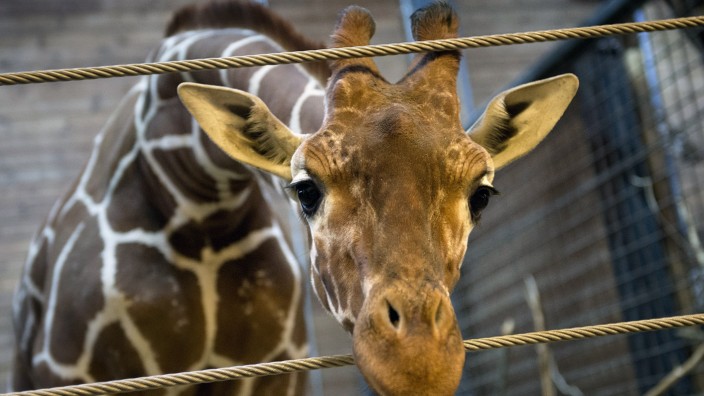 Jyllands Park Zoo: Giraffenbulle Marius wurde geschlachtet, einem Namensvetter droht das gleiche Schicksal