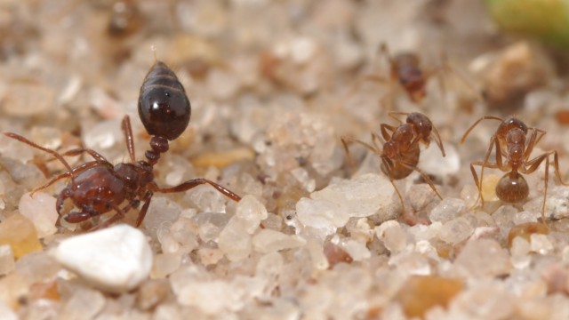 Crazy ants (on the right) coat themselves with formic acid to neutralize the venom of the fire ant (at left).