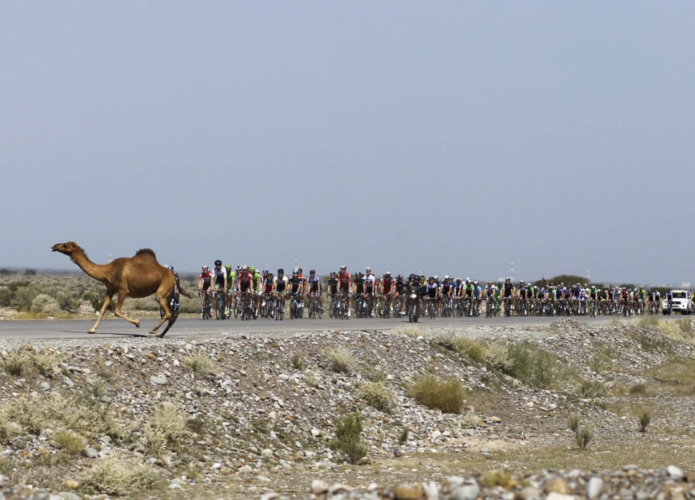 A camel crosses the path of cyclists during stage one of the Tour of Oman cycling race in Muscat