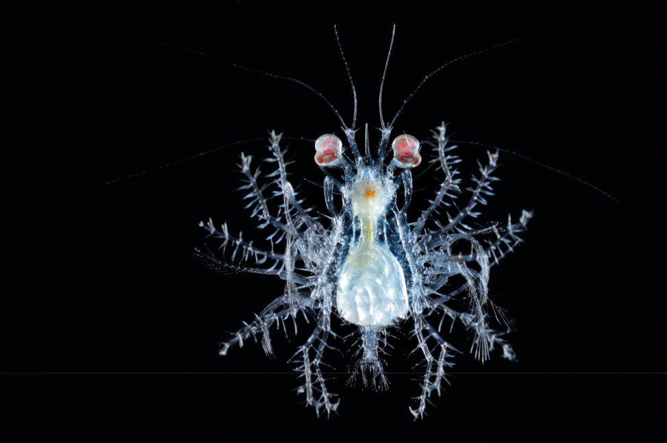Megalopa-Larve | Deep Sea plankton | Tiefsee Plankton