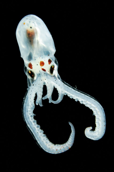 Atlantic longarm octopus (Octopus defilippi)