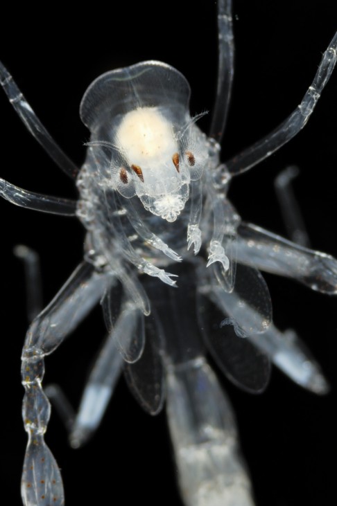 Phronima sp | Deep Sea plankton | Deep Sea creatures | Tiefsee Plankton