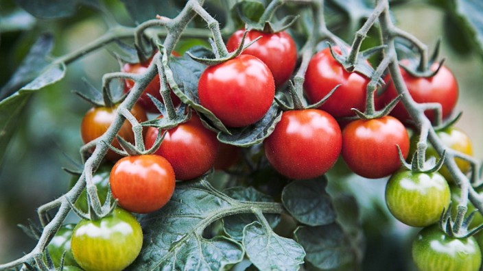 Tomaten Gemüse Lebensmittel Die Recherche
