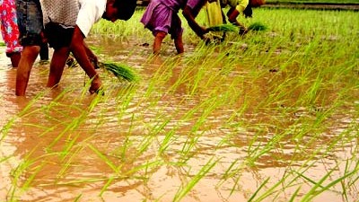 Gefahr durch Arsen: Mikroorganismen setzen Arsen im Boden frei. Reispflanzen nehmen das Gift dann aus der aufgeschwemmten Erde auf.