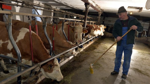Ökologische Landwirtschaft: Glockners Kühe haben Hörner, weil "ich meine Küh' net verstümmeln lass', weil eine Kuh mit Hörndl noch Würde hat". Bio-Bauer ist er aber trotzdem nicht.