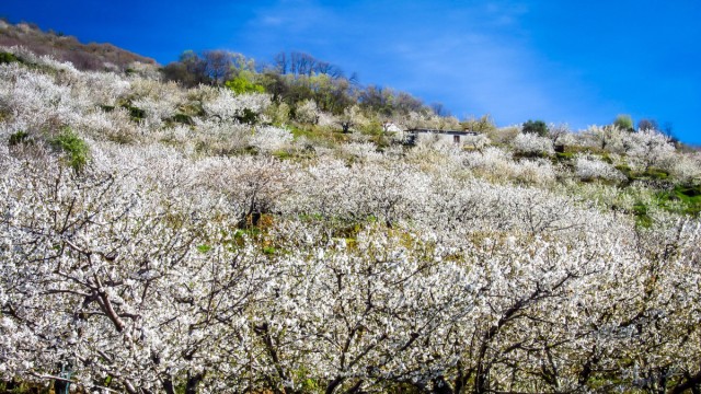 Ein Meer aus Weiß und Rosa: Kirschblüte im Valle del Jerte