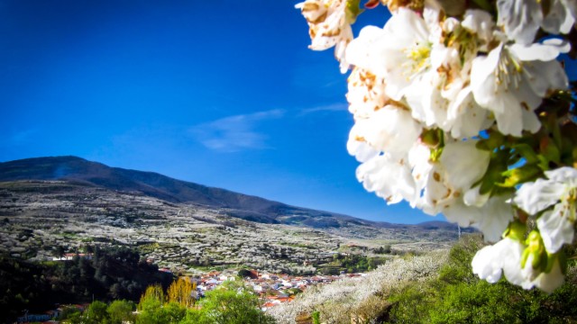 Ein Meer aus Weiß und Rosa: Kirschblüte im Valle del Jerte