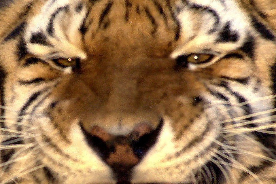 Fauchender Tiger