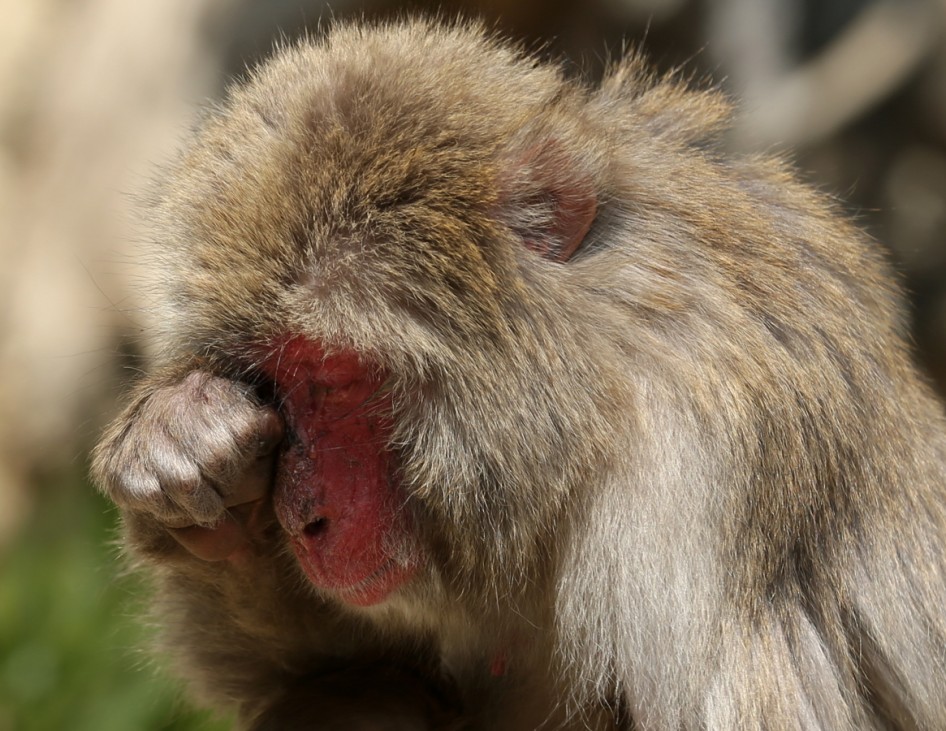 Japanese Macaque Monkeys Suffer From Hay Fever