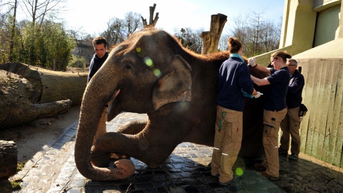 Tierpark: Entspannte Atmosphäre: Tierärzte behandeln im Tierpark Hellabrunn einen Elefanten wegen eines Abszesses am Rücken.