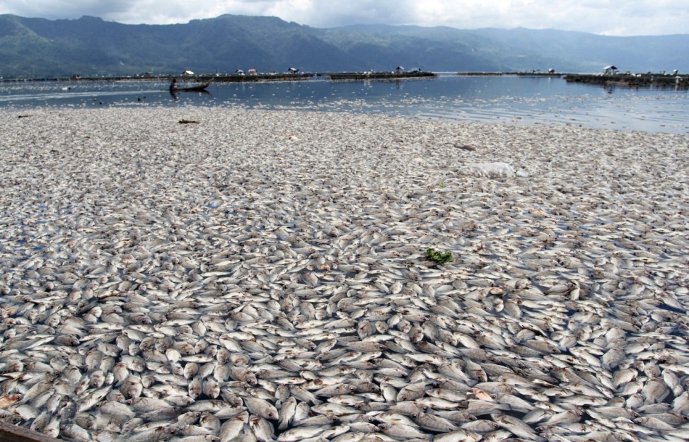Fish die as result of weather change in Agam