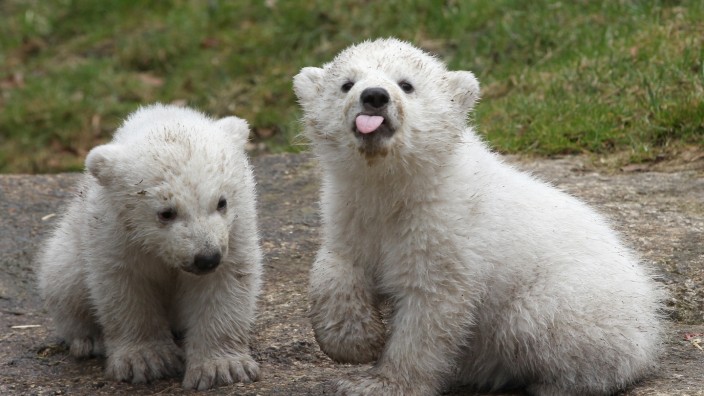 Munich Zoo Presents Twin Polar Bear Cubs