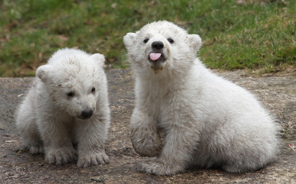 Munich Zoo Presents Twin Polar Bear Cubs