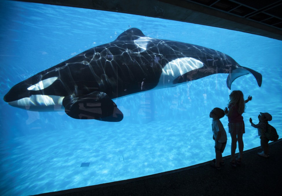 Young children get a close-up view of an Orca killer whale during a visit to the animal theme park SeaWorld in San Diego, California