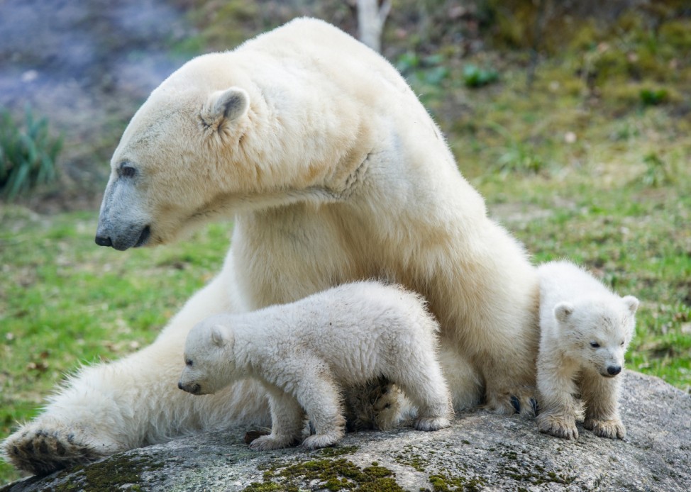 Eisbärenzwillinge Hellabrunn