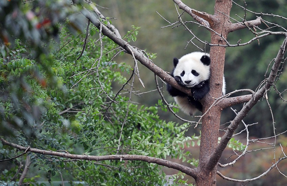 A giant panda cub lies on a tree branch at the Chengdu Research Base of Giant Panda Breeding, Sichuan province