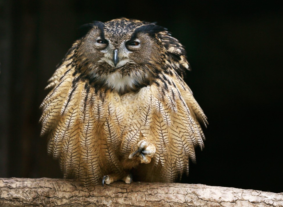 An eagle owl sits on a branch in its enclosure at the Grugapark in Essen