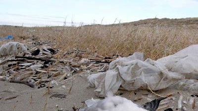Tödliche Umweltverschmutzung: Große Mengen Müll schwemmt die Nordsee an die Strände von Texel - mit tödlichen Folgen für Seevögel. Die ARD-Sendung "W wie Wissen" zeigt am Sonntag, dem 4. Mai um 17.03 Uhr Wege aus solchen Müllproblemen.
