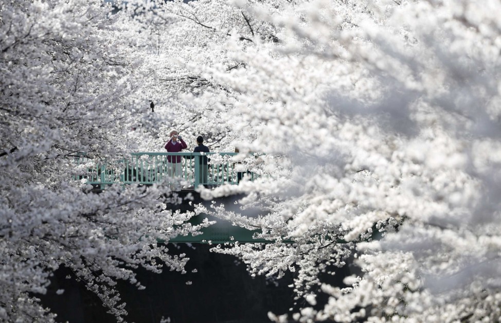 A man takes a picture of a woman with cherry blossoms in full bloom in Tokyo
