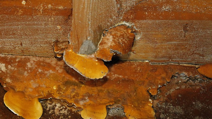 Wertminderung durch Pilzbefall: Hausschwamm macht Holz kaputt (Symbolbild).