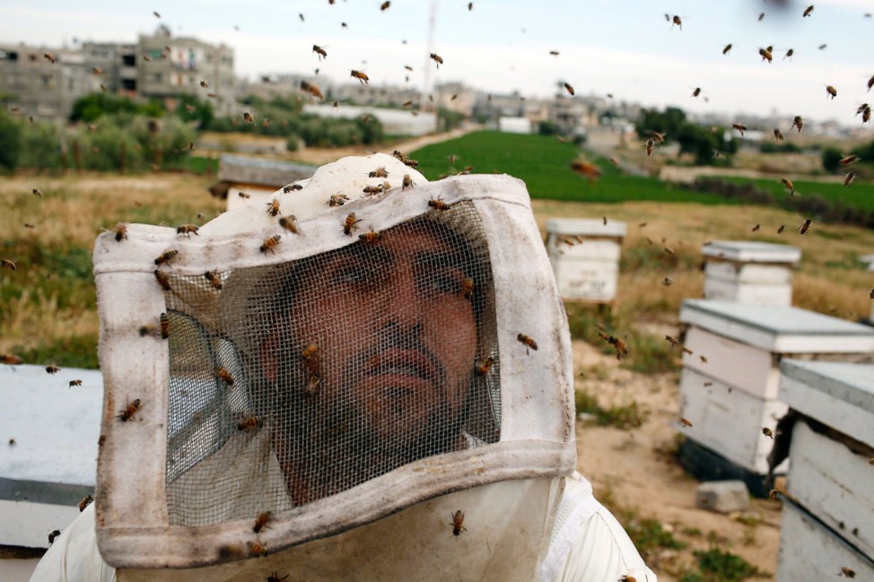 Palestinian beekeeper is surrounded by bees as he collects honey at a farm in Rafah in the Gaza Strip