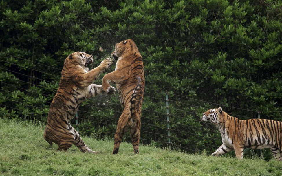 Tigers fight at a zoo in Yangzhou, Jiangsu province