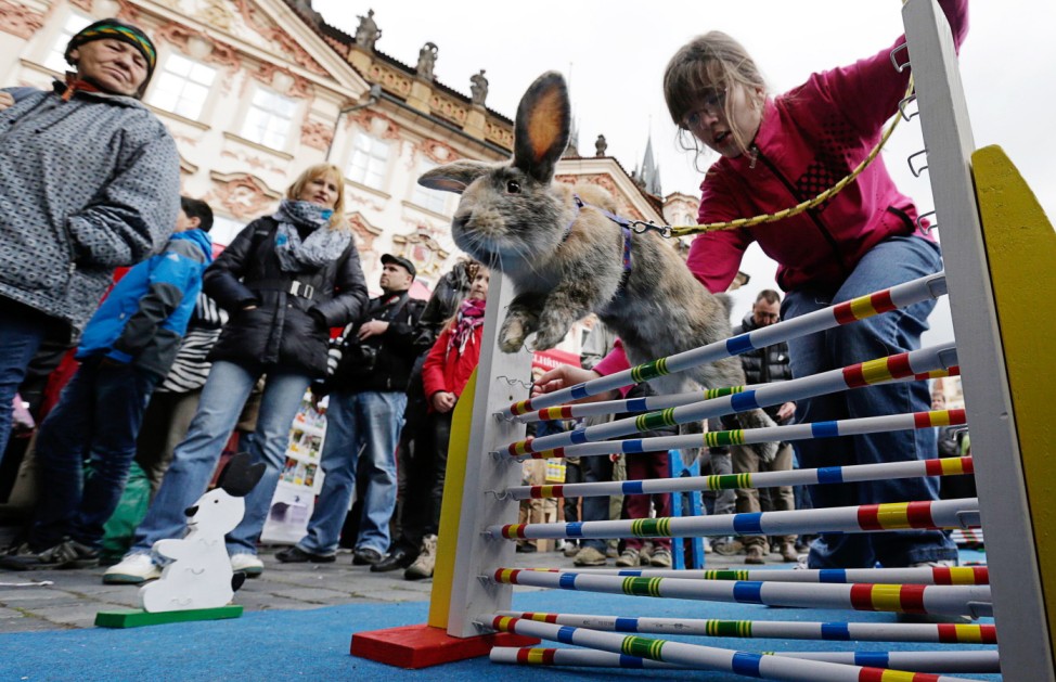 People look at a rabbit jumping over an obstacle at the traditional Easter market at the Old Town Square in Prague