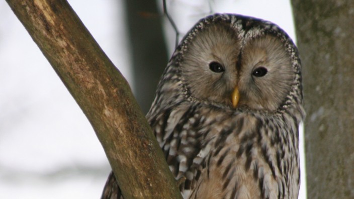 Nationalpark Bayerischer Wald: Sein freundliches Gesicht hat etwas von einem Opa mit Pfeife. Wahrscheinlich ist der Vogel deshalb so beliebt.