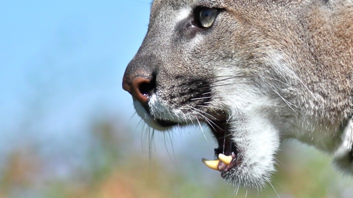 Der Puma ist ein vielseitiger Esser